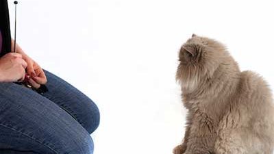 Kater Kasimir beherrscht das Kommando"Sitz" Katze macht Kommando "Sitz"