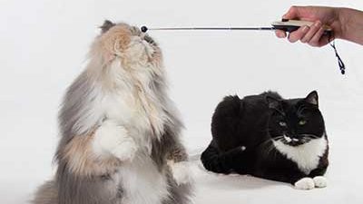 Clickern mit zwei Katzen