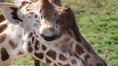 Giraffe im Zoo Kopf einer Giraffe