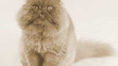 Perserkater Kasimir Perserkater Kasimir