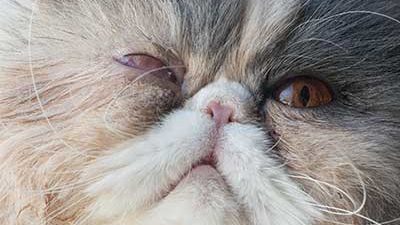 Katze mit zugenähtem Auge
