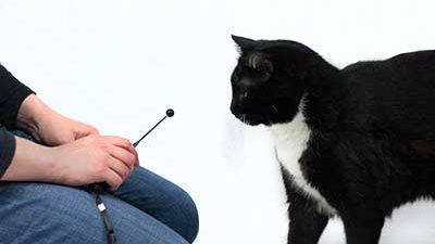 Katze schaut Targetstab an