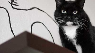 Katze auf Regal
