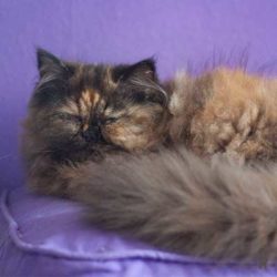 Katze auf lila Kissen