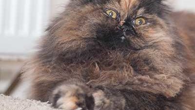 Katze auf Kratzpappe