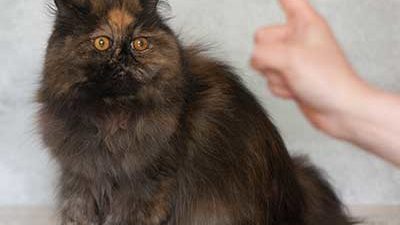 Katze schaut auf erhobenen Zeigefinger
