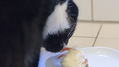 Katze riecht an Eintagsküken