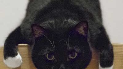 Katze hängt von Karton herunter