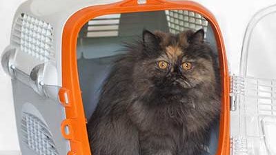 Katze sitzt in Transportbox