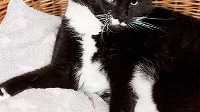 Katze im Weidenkorb