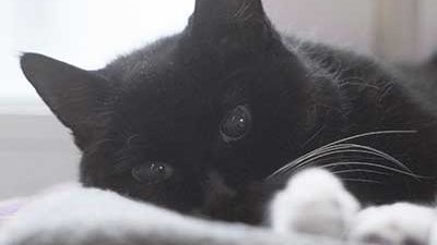 Katze Tiffy liegt auf ihrer Wärmematte Katze liegt auf Wärmematte