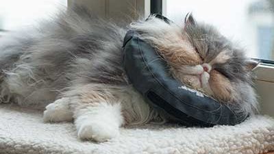 Katze mit Halskragen