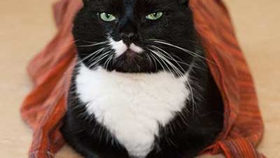 Katze mit nassem Handtuch auf dem Rücken