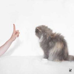 Katze sitzt und wartet