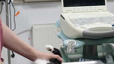 Katze Tiffy wird mittels Ultraschall untersucht Katze wird mit Ultraschall untersucht