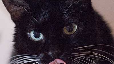 Katze leckt sich das Maul