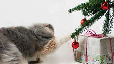 Katze zieht an Weihnachtsbaum