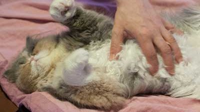 Katzenbauch streicheln