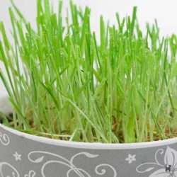 Katzengras in Nahaufnahme