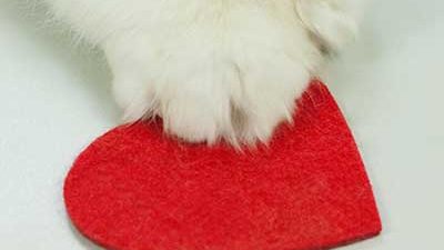 Katzenpfote auf Filzherz