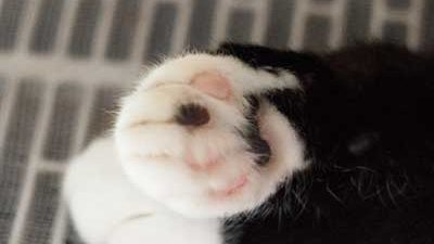 Katzenpfoten auf Heizungsgitter