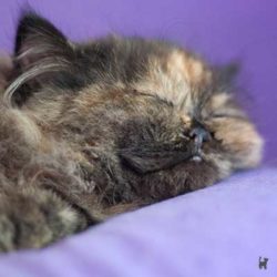 Kitten schläft