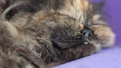 Kitten schläft