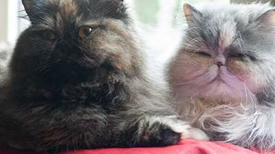 Lara und Janis kuscheln auf der Fensterliege Katzen auf Fensterliege