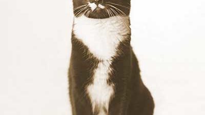 Schwarz/weisser Hauskater Muffin