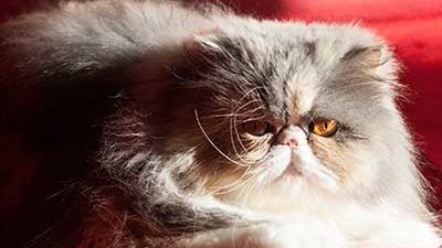 Dreifarbige Perserkatze