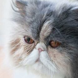 Katze mit unterschiedlich großen Pupillen