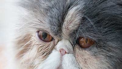 Katze mit unterschiedlich großen Pupillen