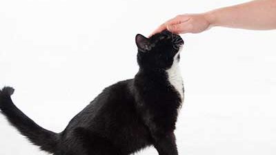 Katze am Kopf streicheln