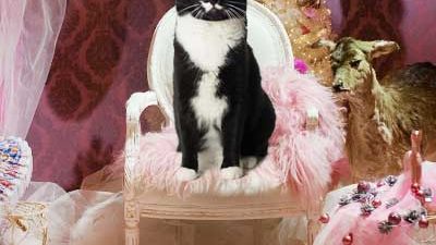 Katze auf Thron umgeben von rosa Plüschteppichen