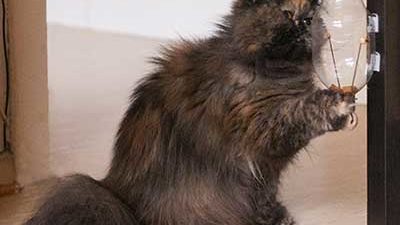 Katze fummelt am Leckerchenspender
