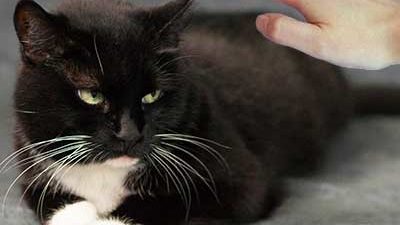 Katze duckt sich vor Hand weg