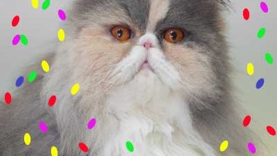 Dreifarbige Perserkatze