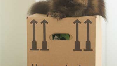 Katze liegt auf Umzugskarton