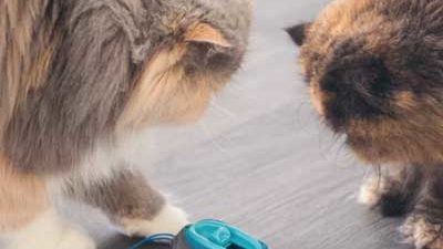 Katzen spielen mit dem Hunting Feeder