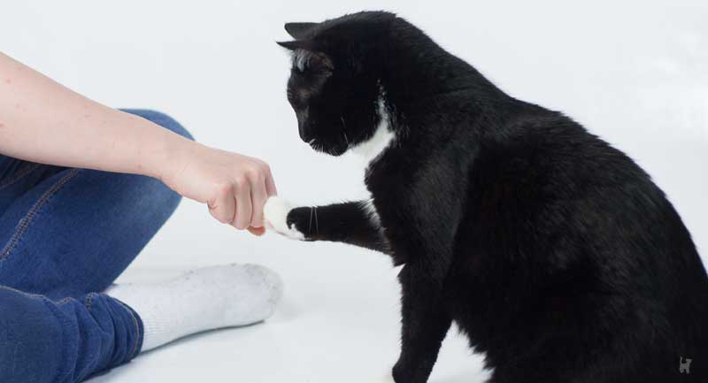 Kater Muffin steckt beim Clickertraining auf Kommando seine Pfote an meine Faust