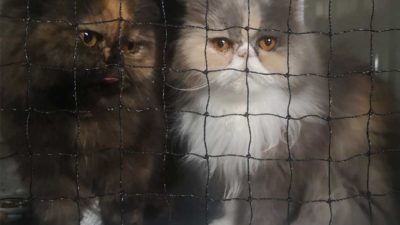 katzen-an-gittertuer