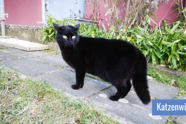 Schwarze Freigängerkatze auf Steinweg zwischen Blumenbeeten