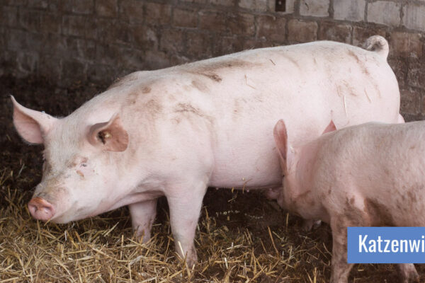Haus- und vor allem Wildschweine können Träger der Pseudowut sein Zwei Hausschweine stehen auf Stroh in ihrem Stall