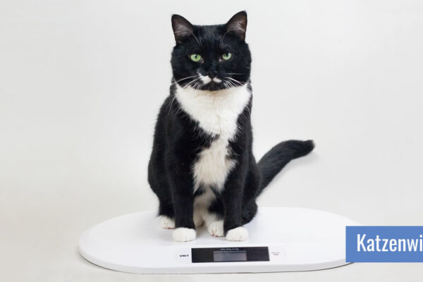 Das Gewicht der Katze im Auge zu behalten gehört zur Gesundheitsvorsorge dazu Katze sitzt auf einer Babywaage