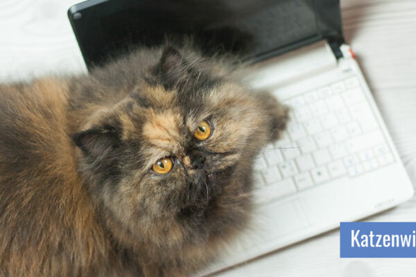 Katze liegt auf Notebooktastatur