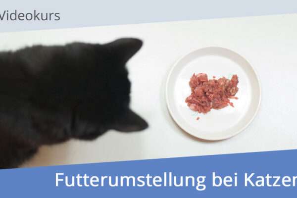 videokurs-futterumstellung_bei_katzen-thumbnail