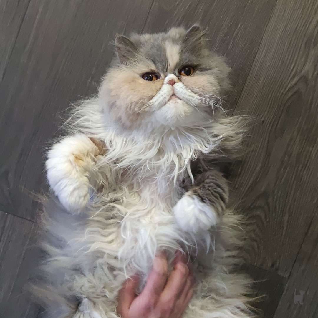 Das Foto zeigt eine auf dem Rücken liegende Langhaarkatze. Eine Hand krault sie am Bauch