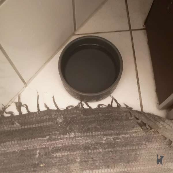 Das Foto zeigt unseren Wassernapf, neben dem ein Teppich liegt. Rund um den Wassernapf ist eine große Wasserpfütze zu sehen, der Teppich ist auch nass.