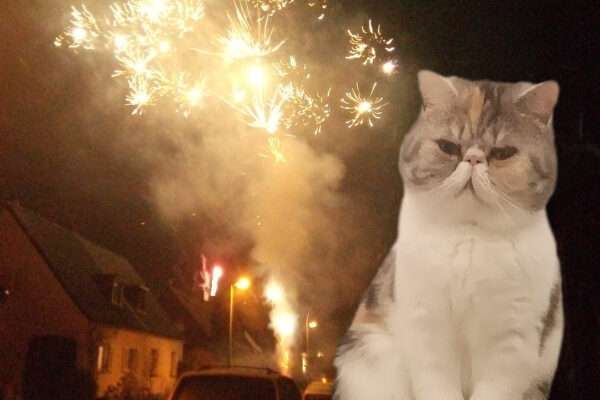 Fiona und das Feuerwerk Das Foto zeigt eine sitzende Katze vor Silvester-Feuerwerk