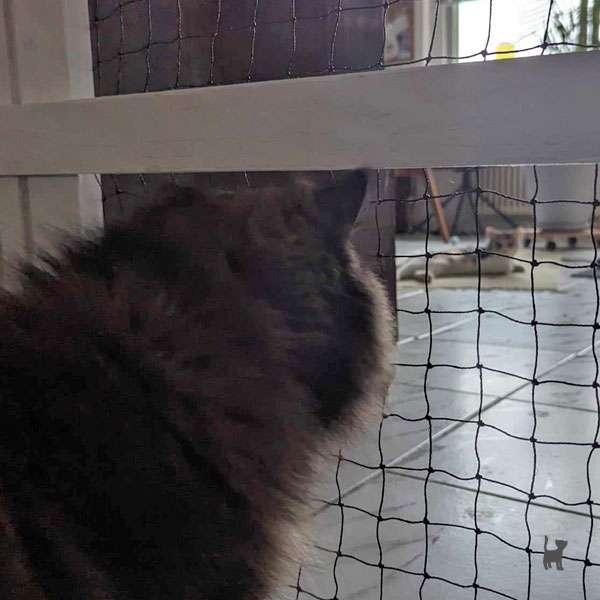 Das Foto zeigt im Vordergrund eine Katze, die durch eine Gittertür schaut und dabei die im Hintergrund liegende Katze beobachtet.